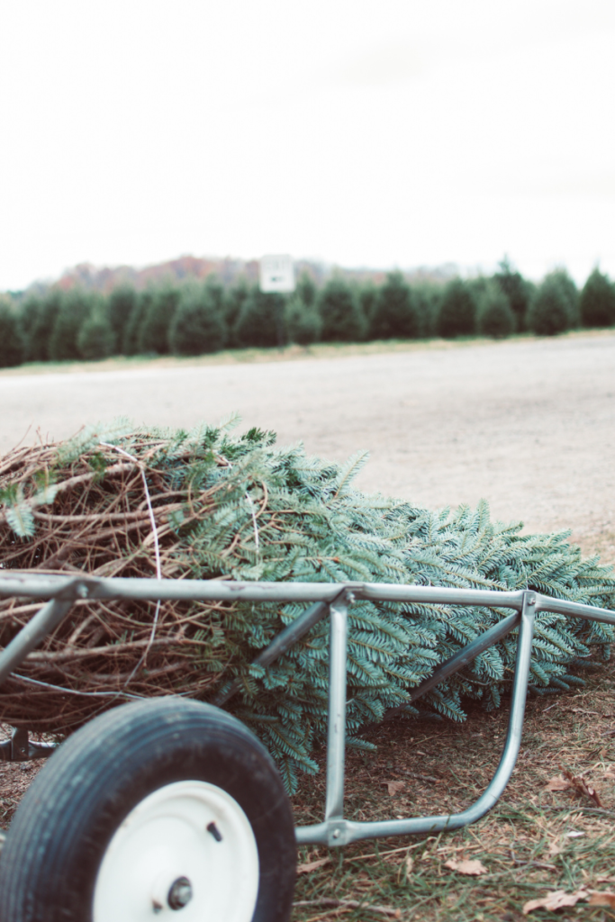 Mid Atlantic Farm Events Christmas Trees